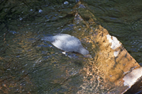 American Dipper 2415